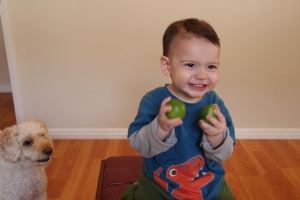 Luckily Jack is just as  happy playing with pesticide-free lemons as with plastic balls